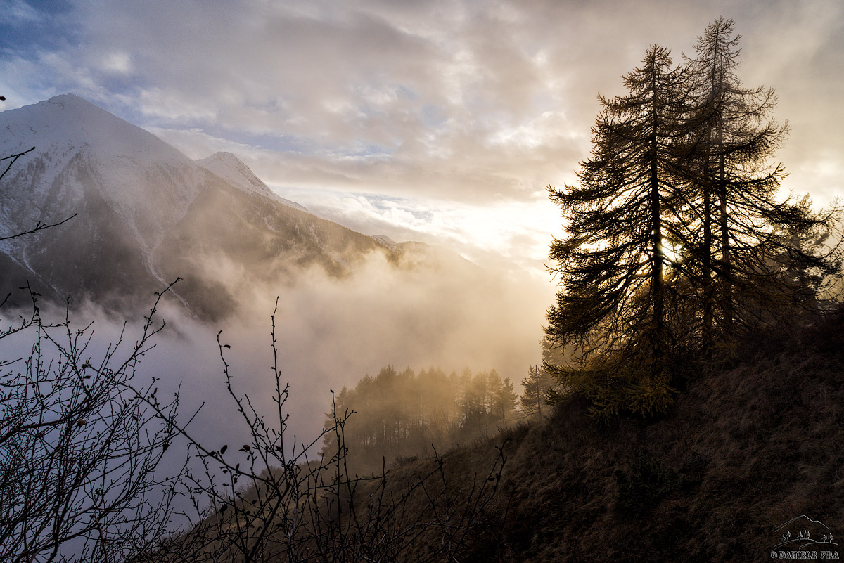 Sunset through the larches