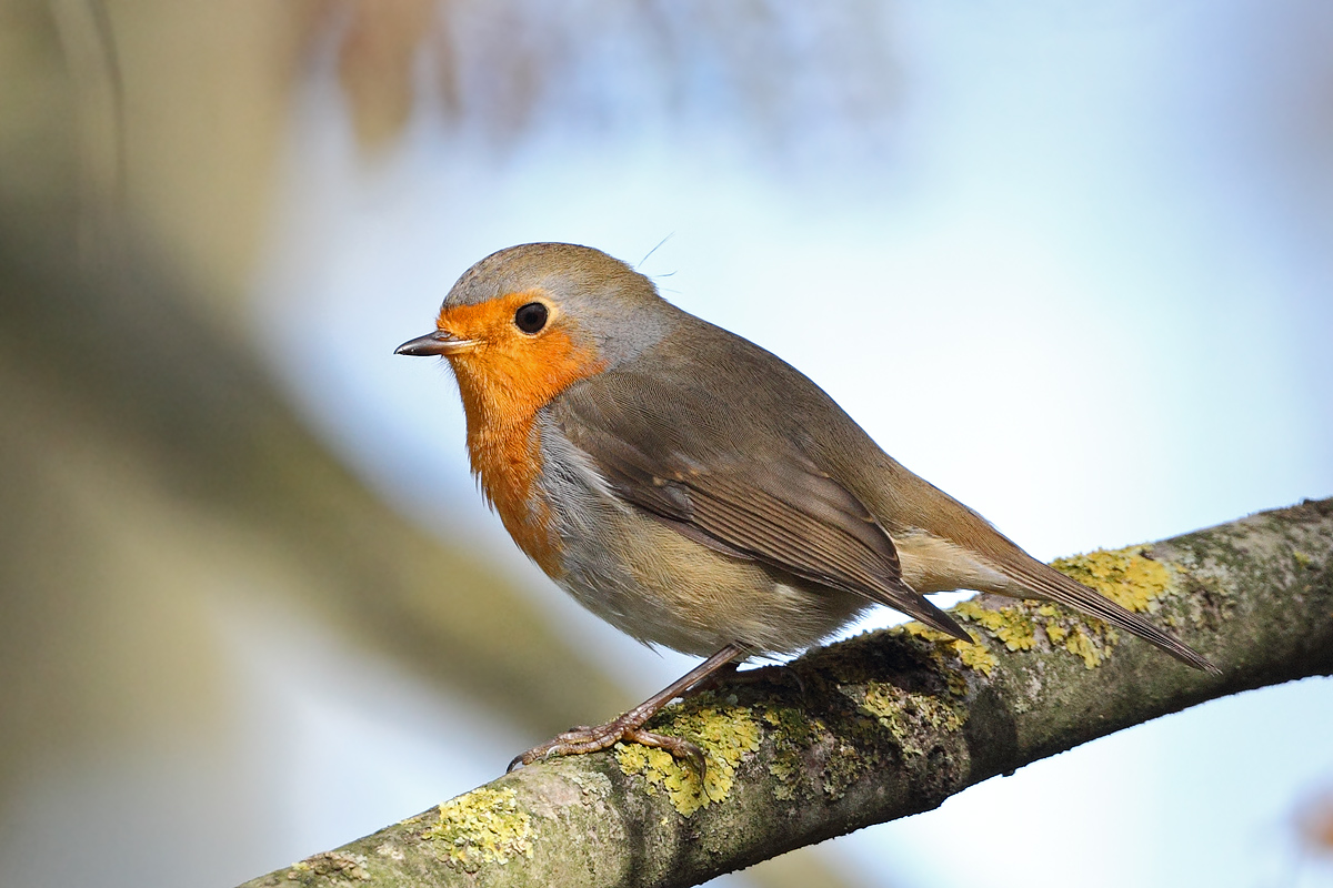 Pettirosso a Torrile
