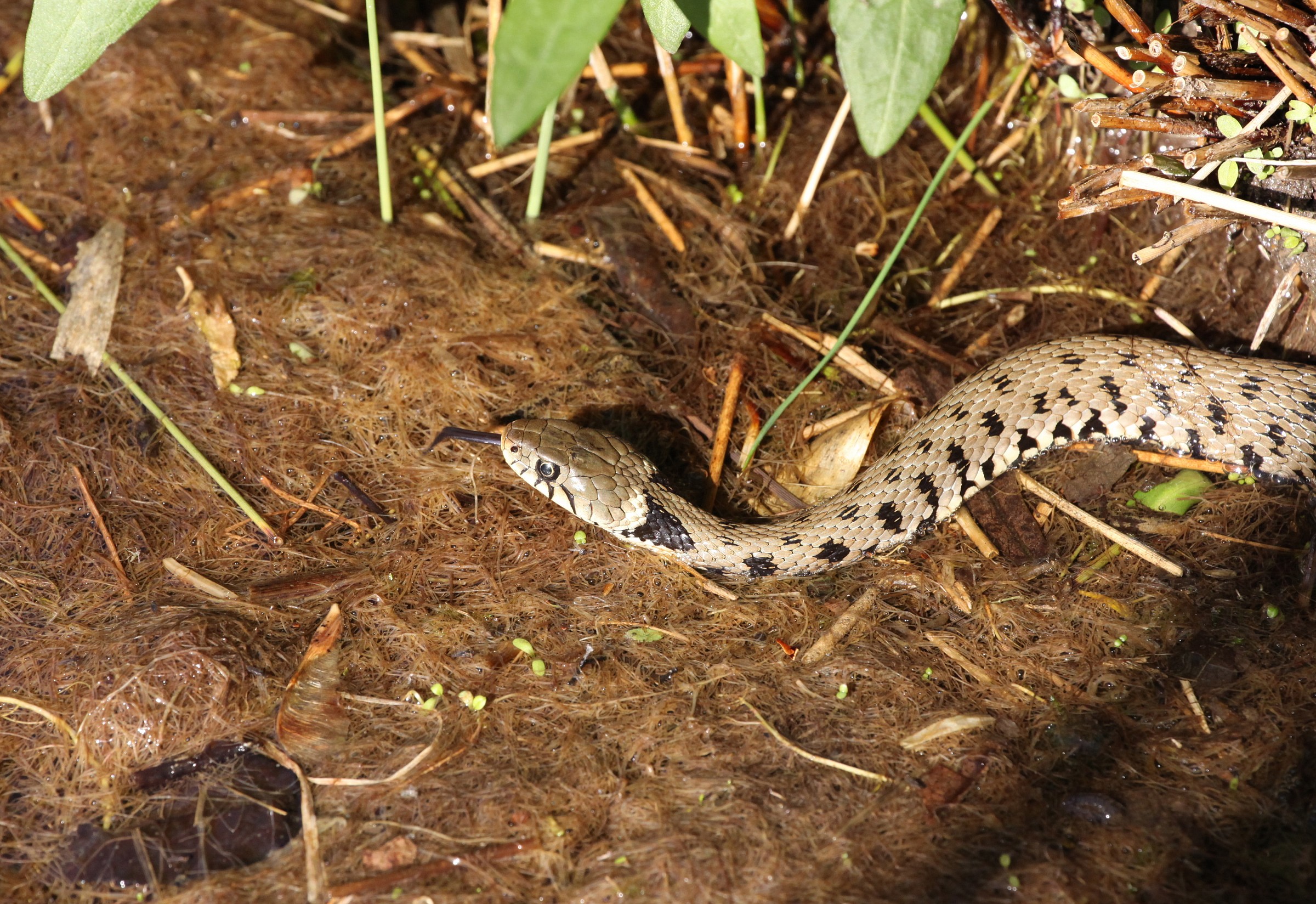 natrix - biscia dal collare