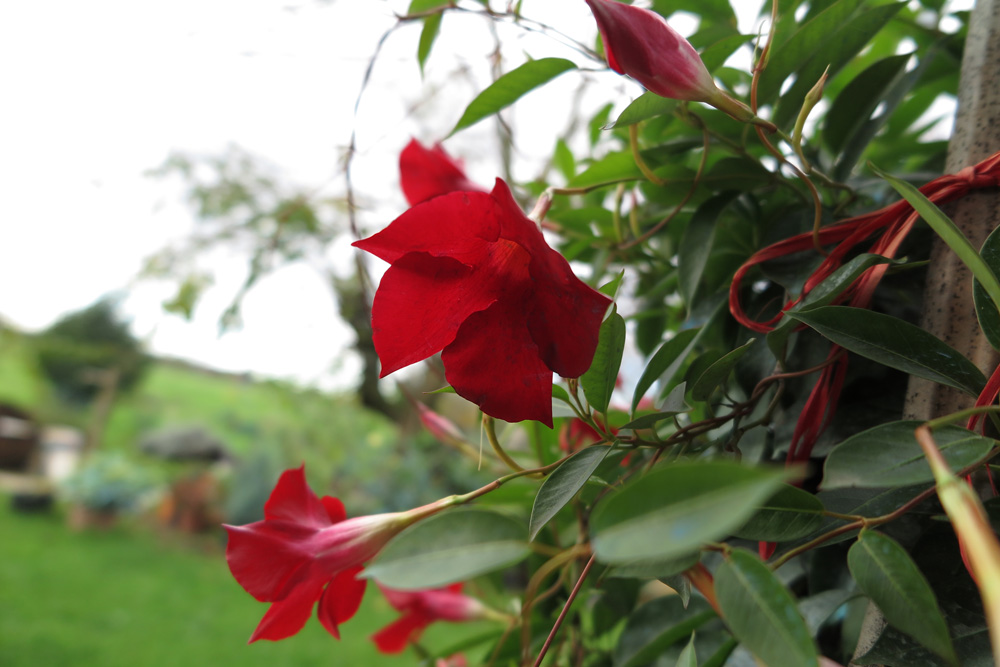 distanza ravvicinata