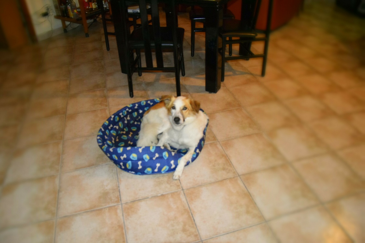 meglio un cane amico, che un amico...cane