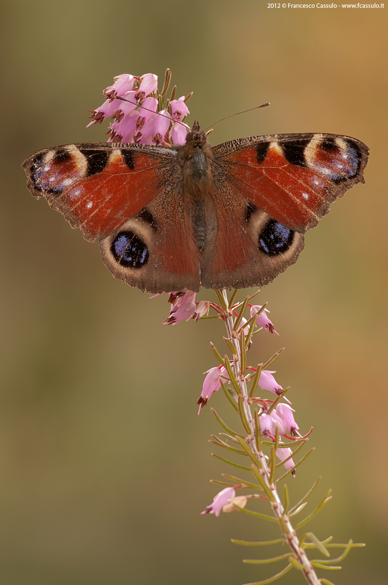 Inachis io (Linnaeus, 1758)