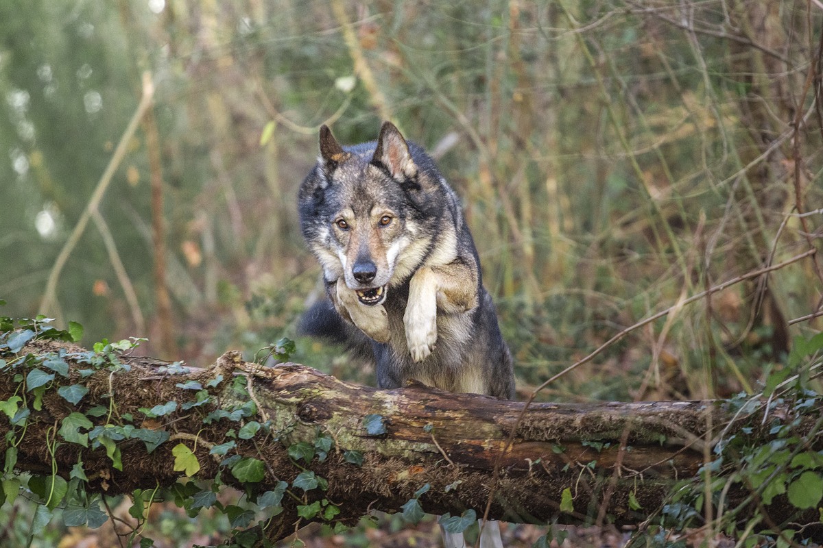 My dogs eat oil heart