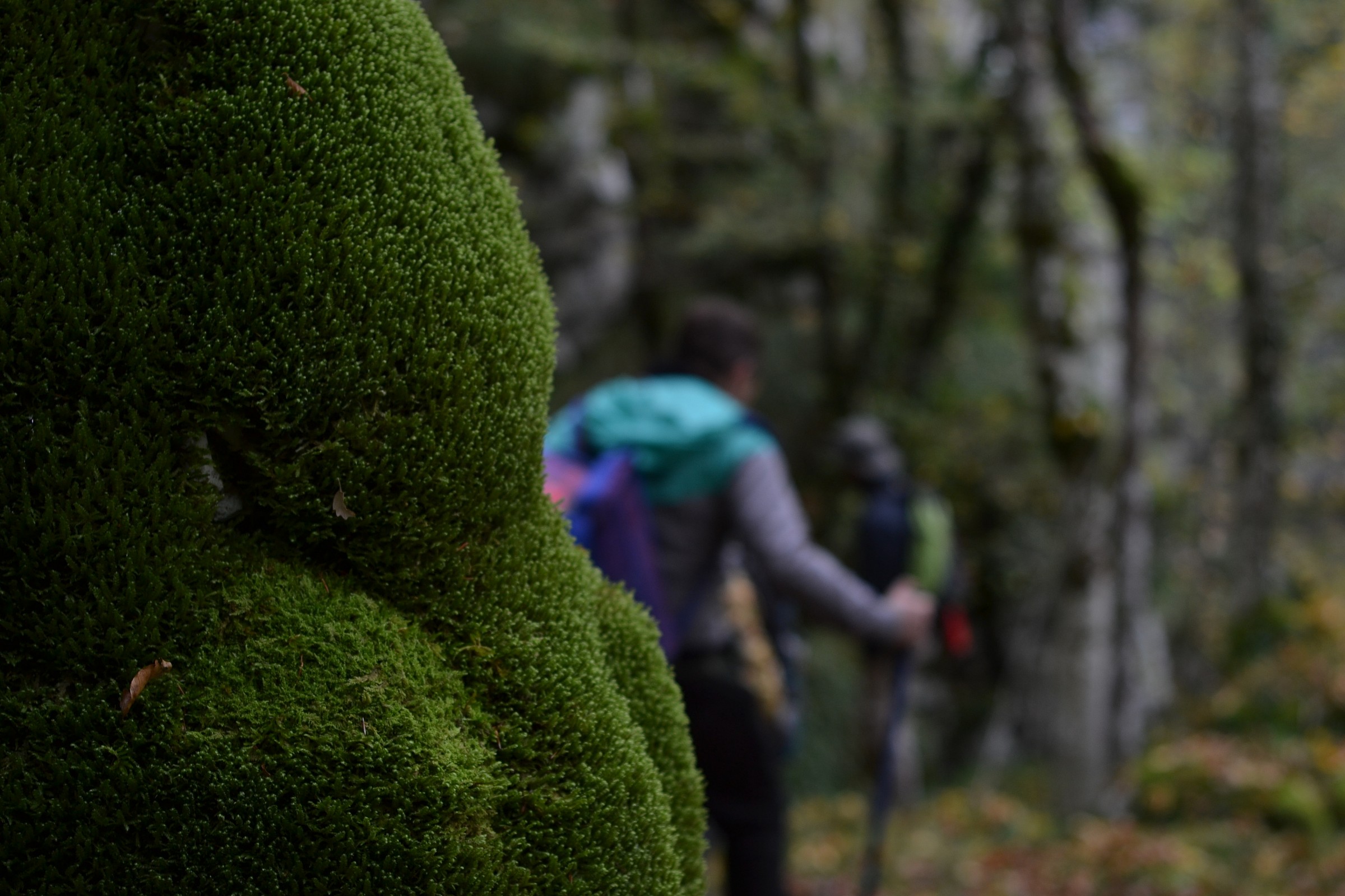 muschio come cuscini