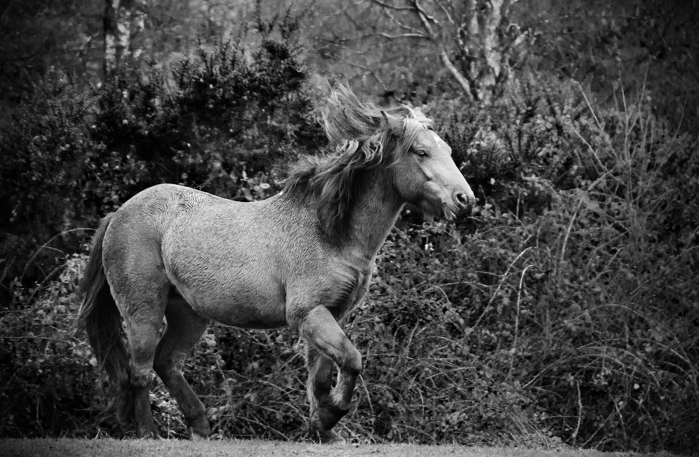 Cantering New Forest Pony