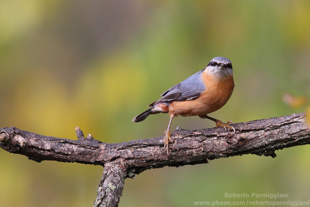 Il tripudio del colore parte II