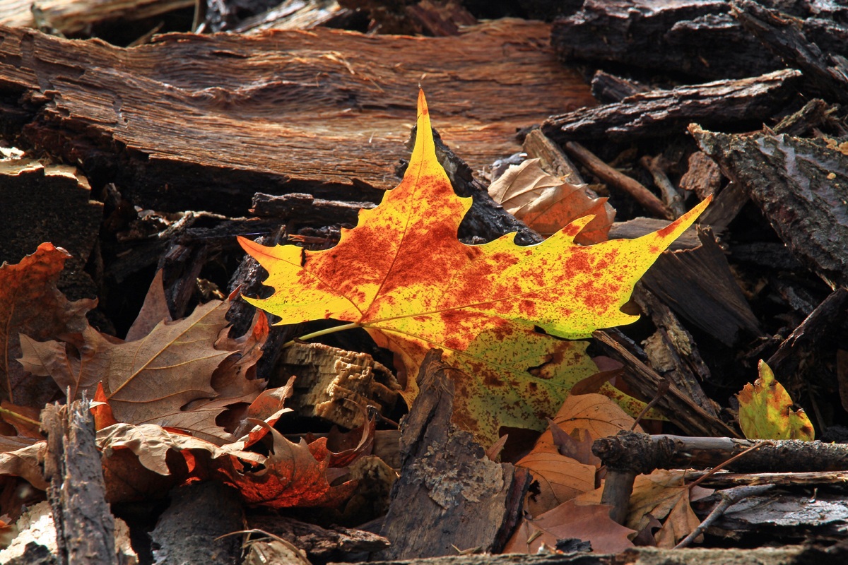 luci e colori d'autunno.