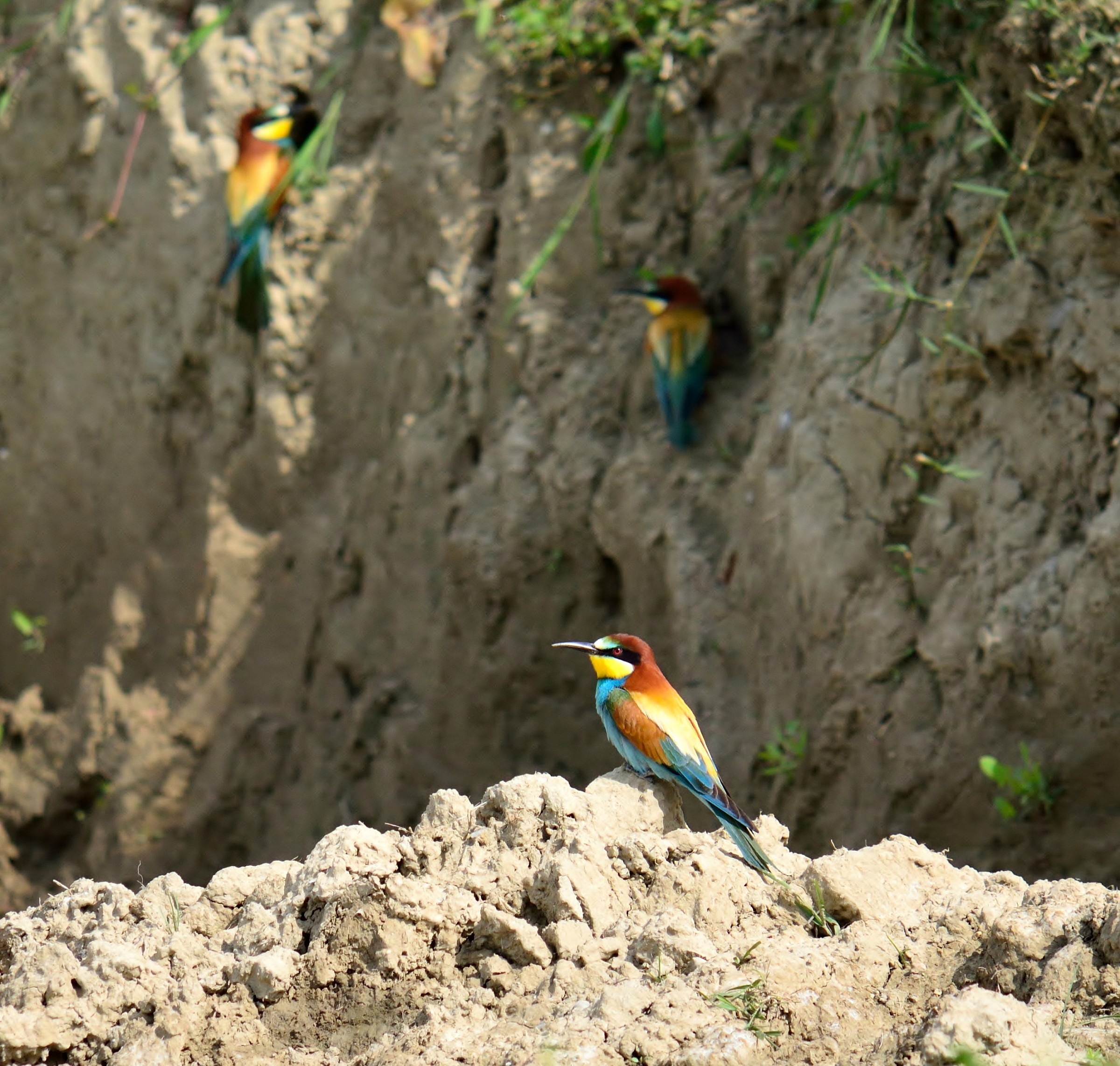 Village del Gruccione...