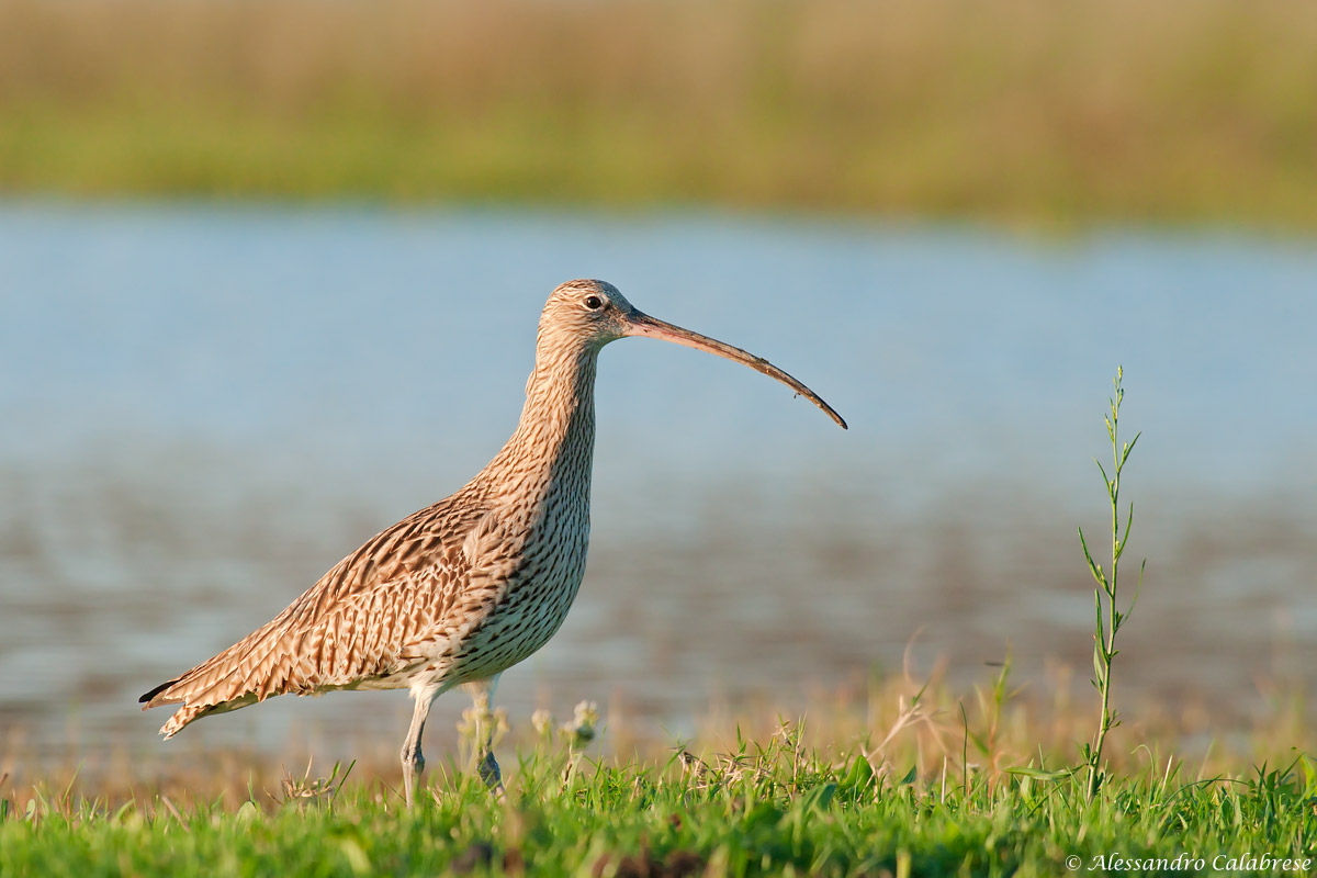 Curlew