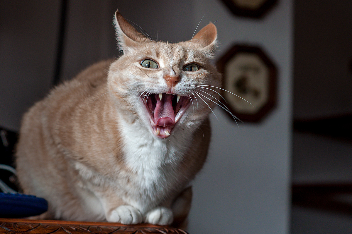 f / 4 1/100 sec ISO 400 50mm freehand