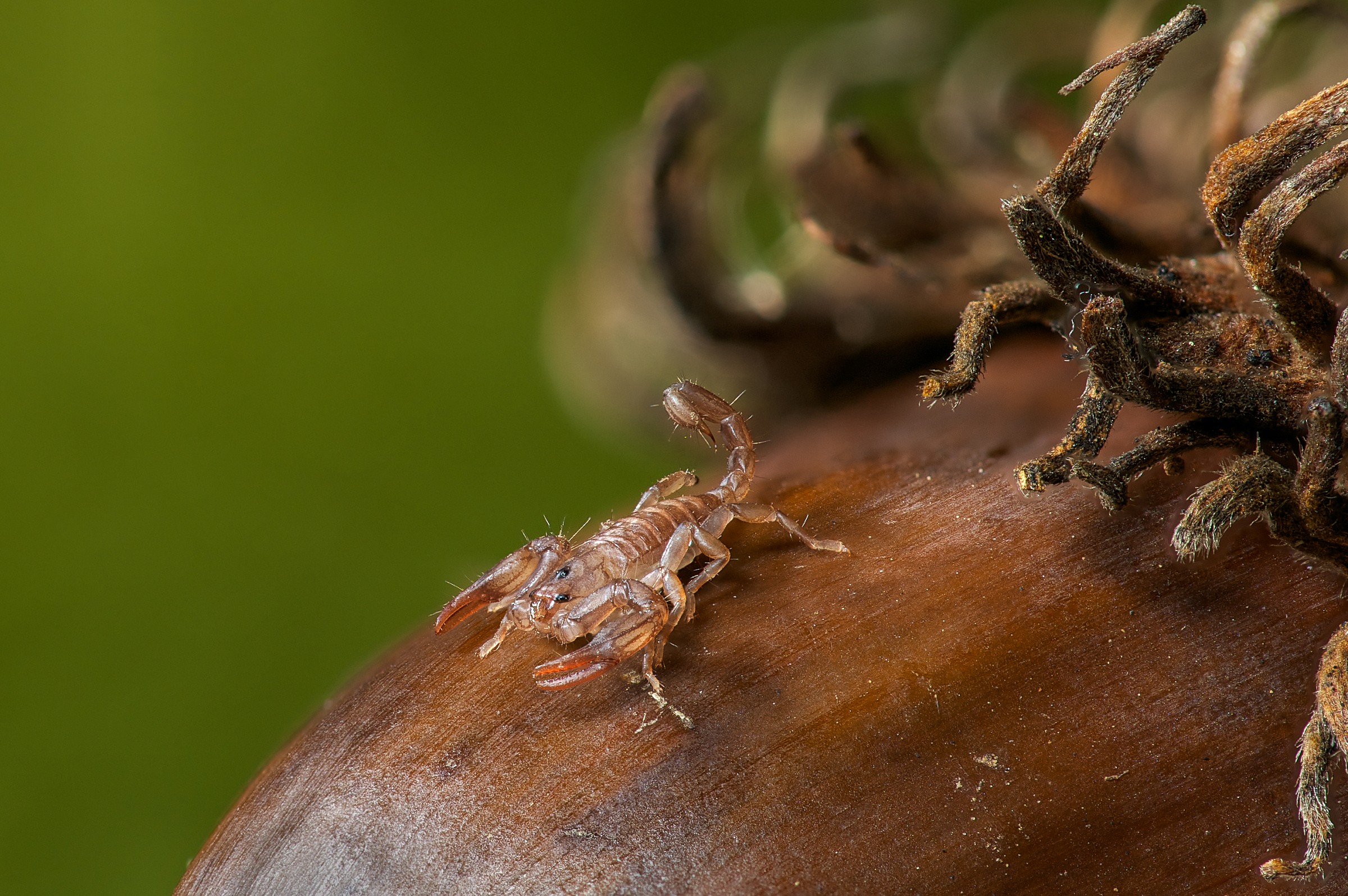 Il guardiano della ghianda