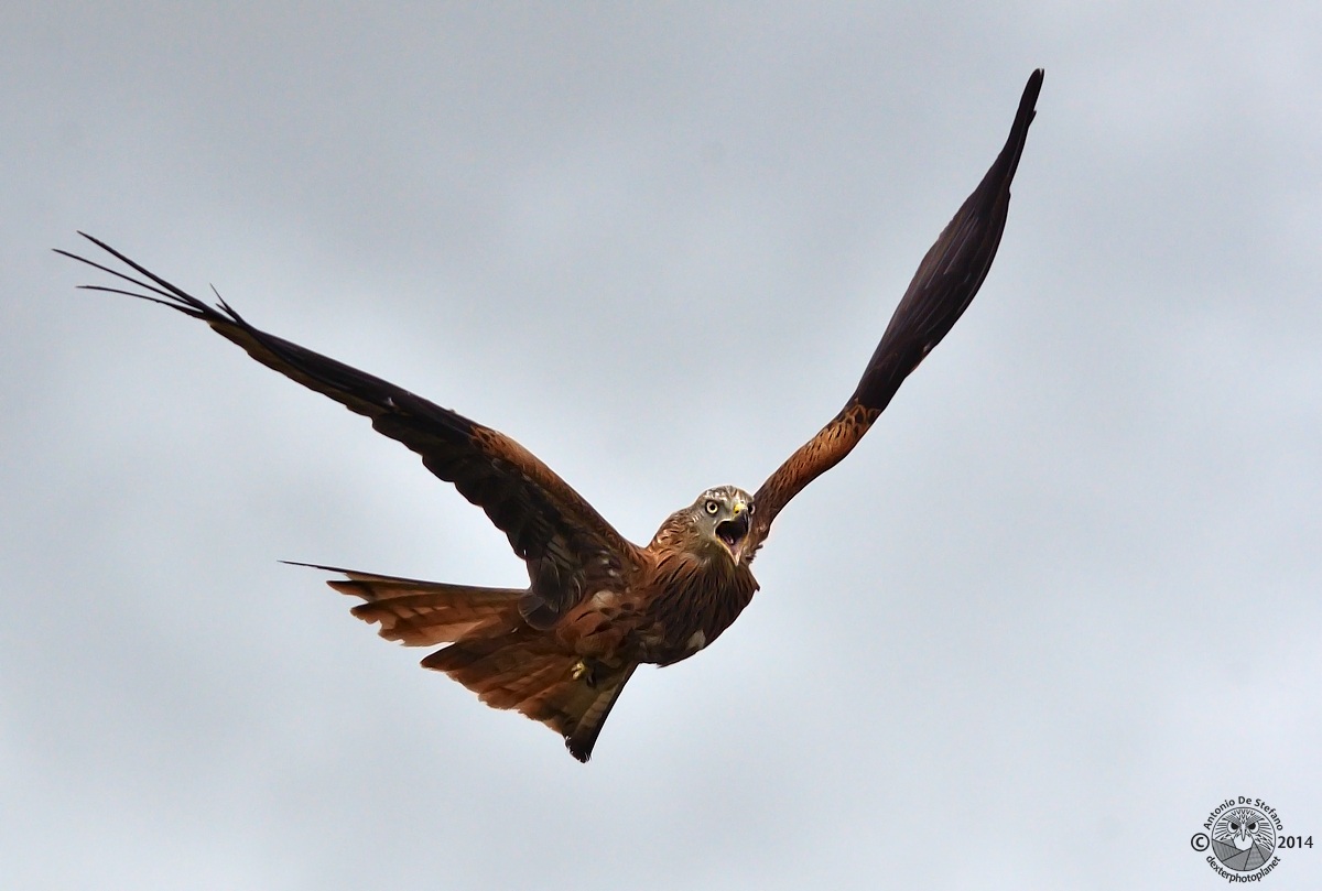 L'urlo di Chen terrorizza anche l'occidente