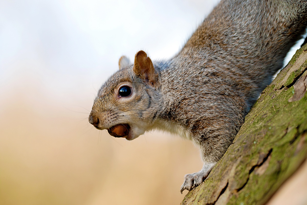 Grey Squirrel