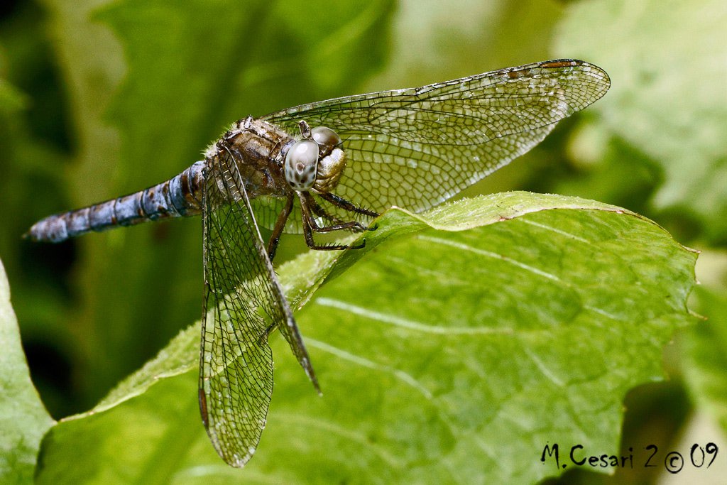 Dragon fly