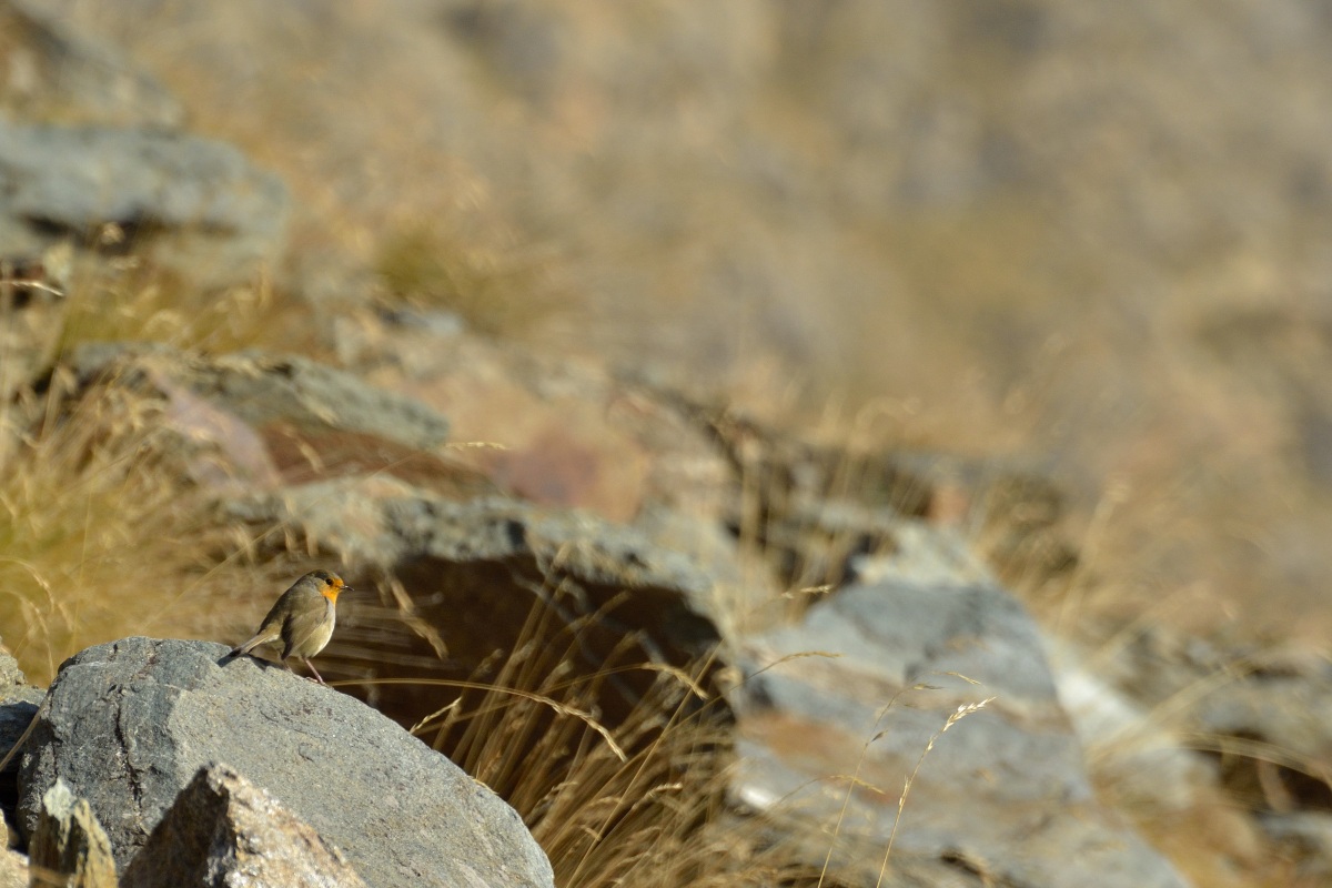 Autunno in un pugno di piume