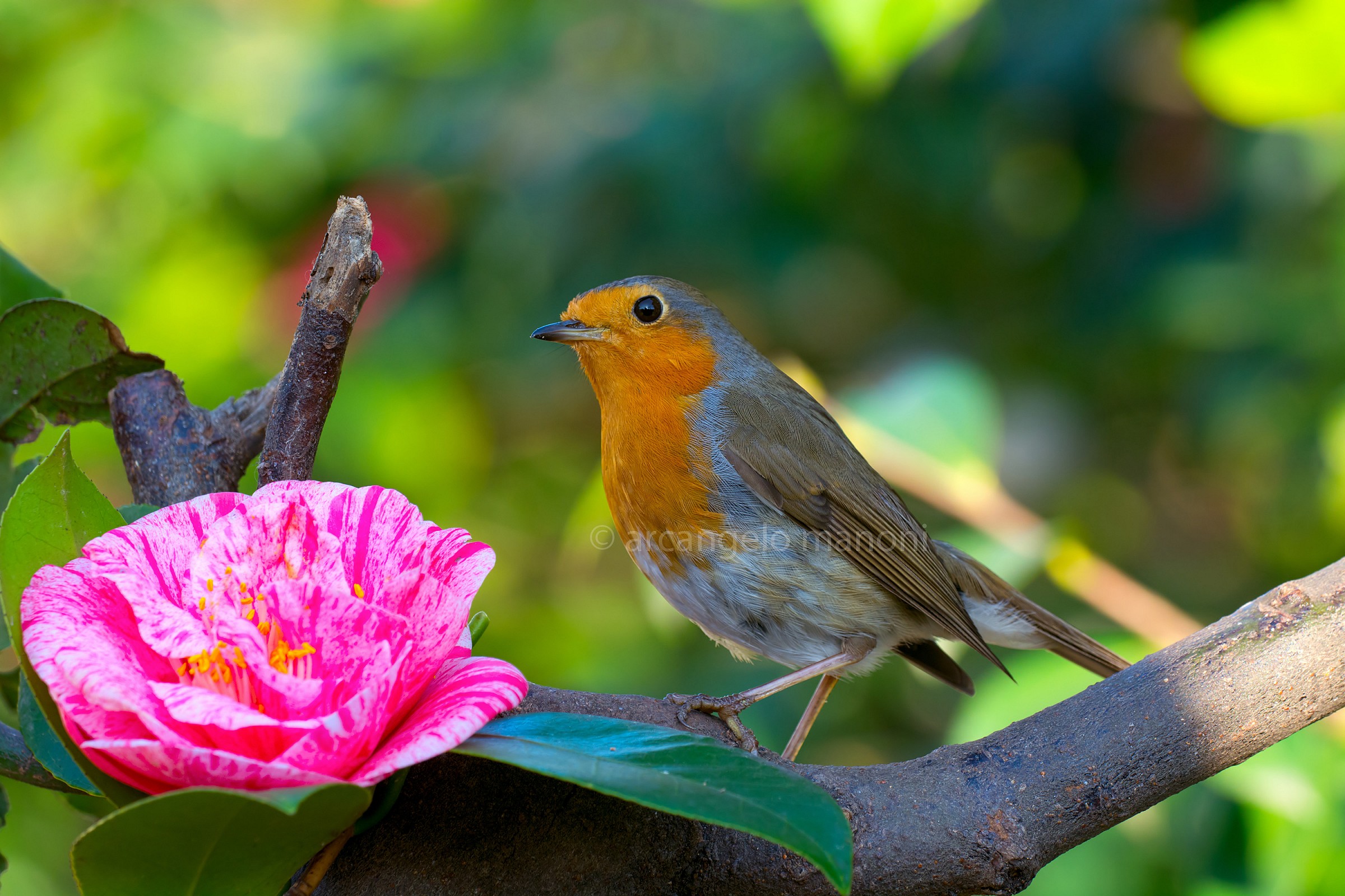 In posa per una foto ricordo con la camelia