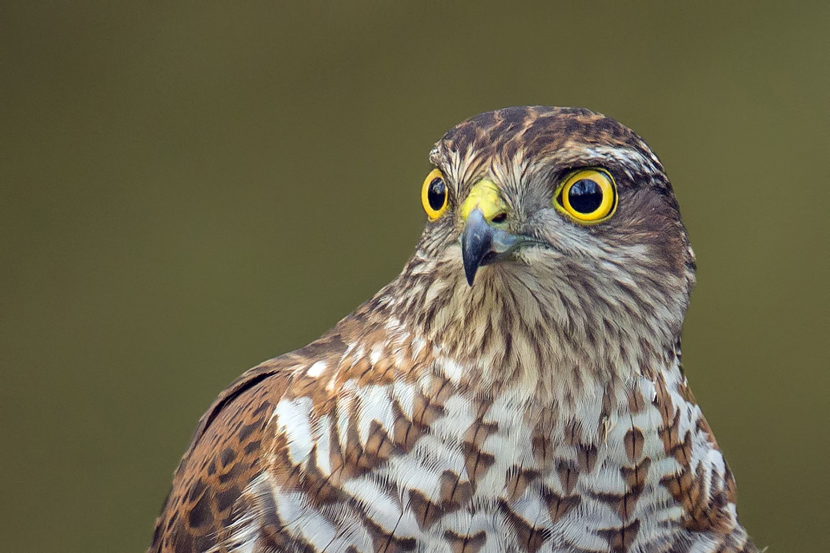 Sparrowhawk portrait ...