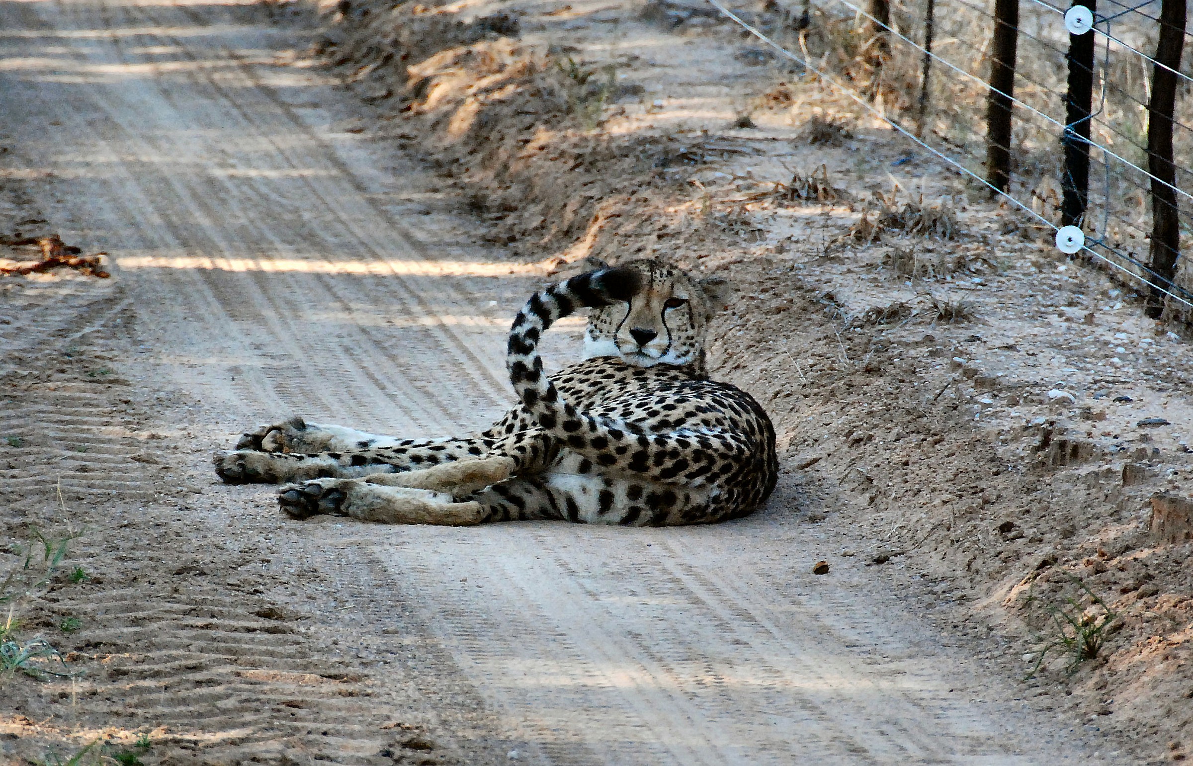 la siesta del ghepardo