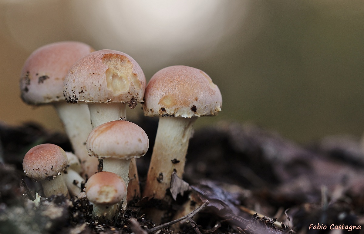 Allegra famiglia autunnale