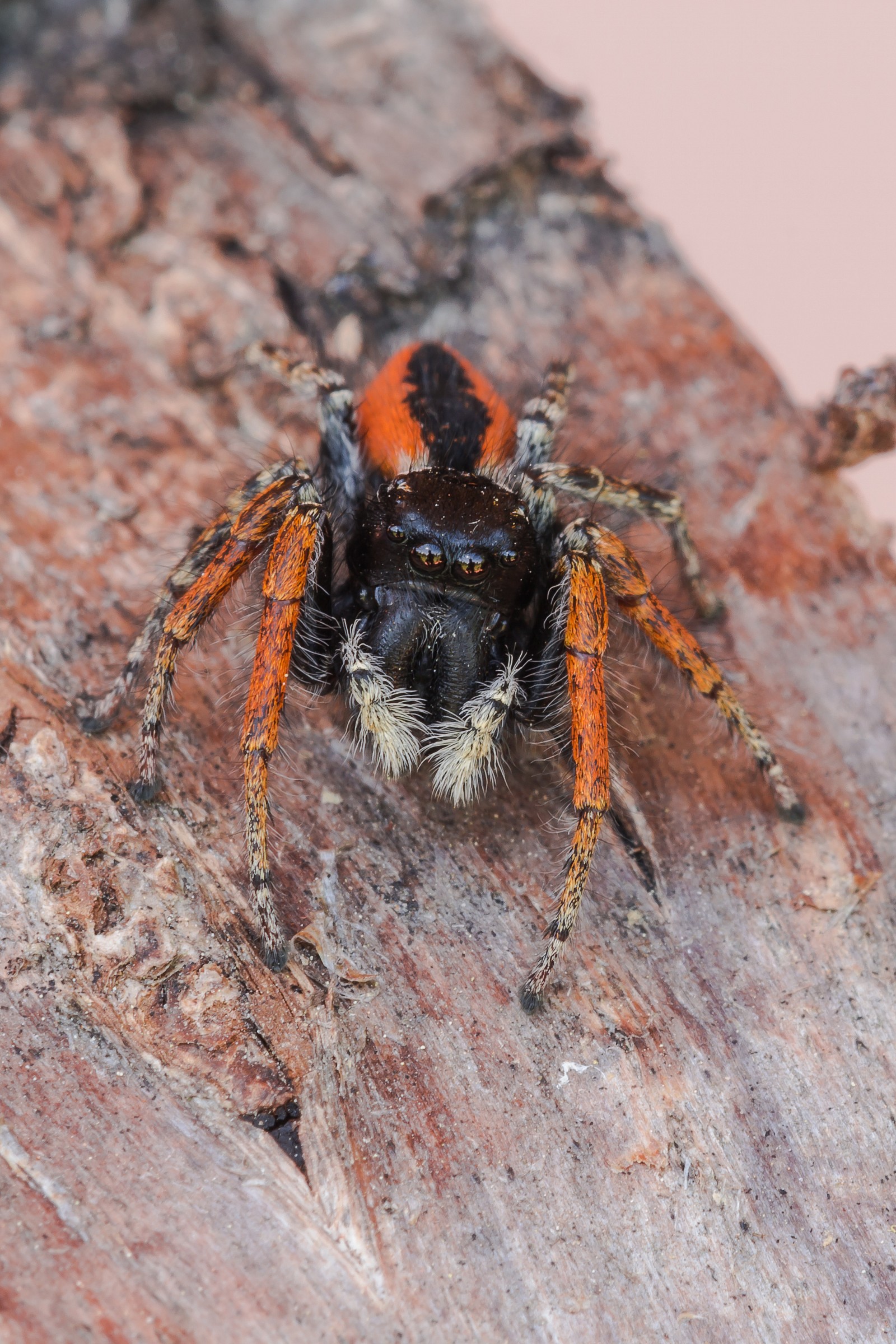 Sguardi: Il Barone Rosso