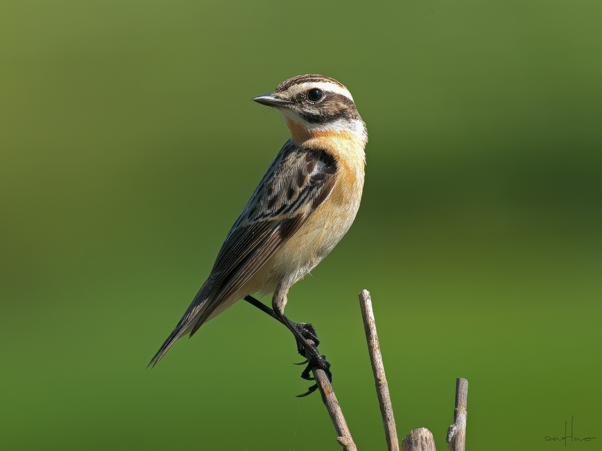Whinchat
