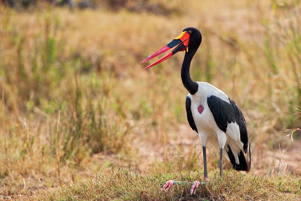 Mitteria del Senegal (Becco a sella africano)