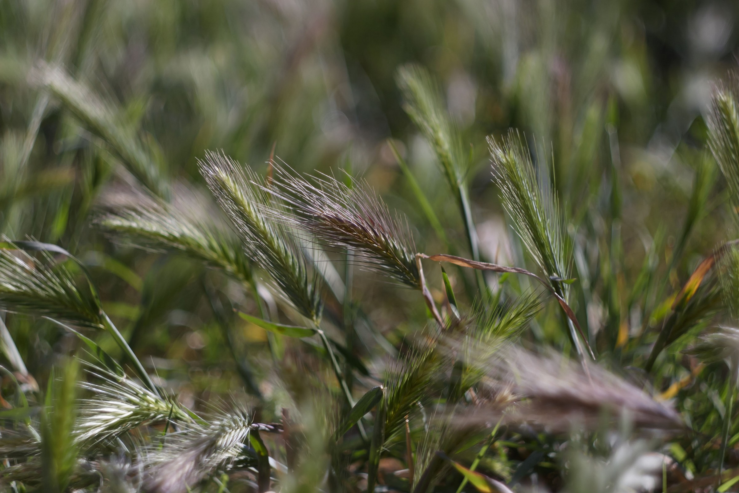 La semplicità dell'erba