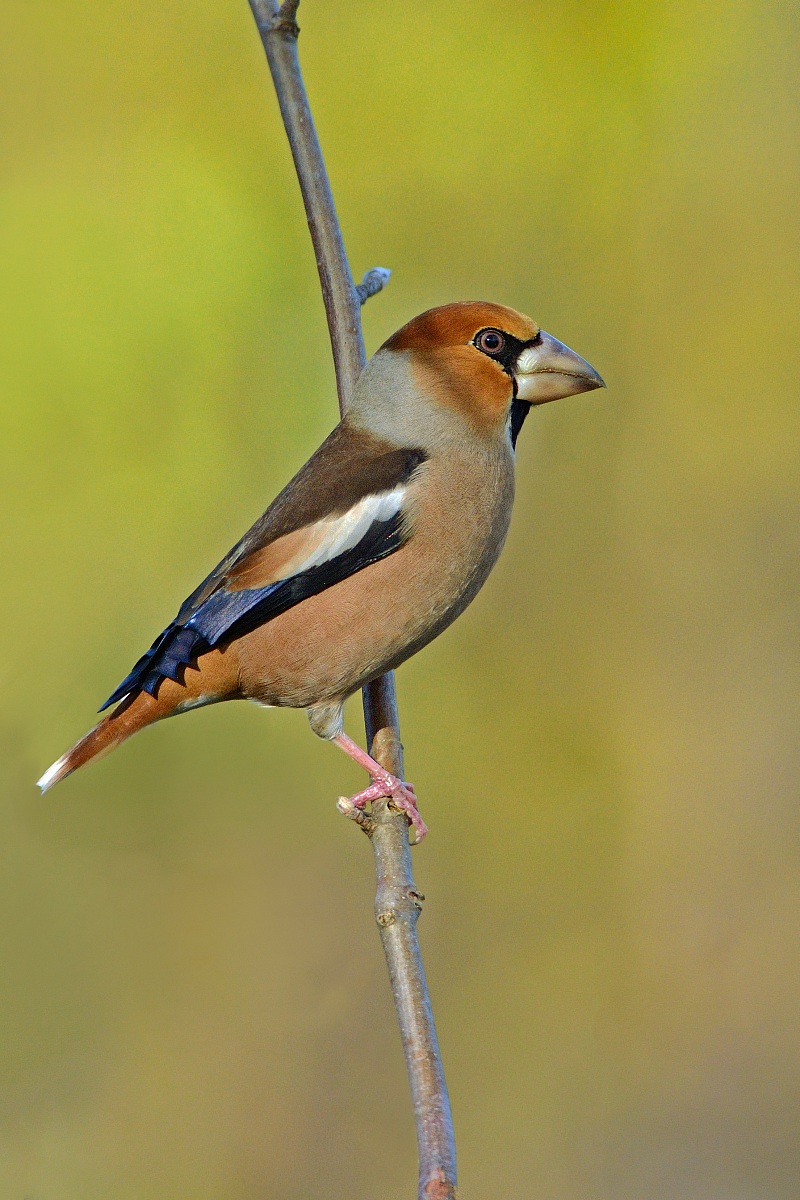 Hawfinch