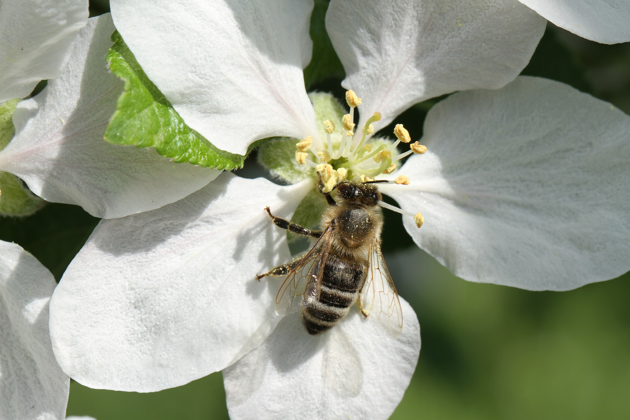 Ape su fiore di melo