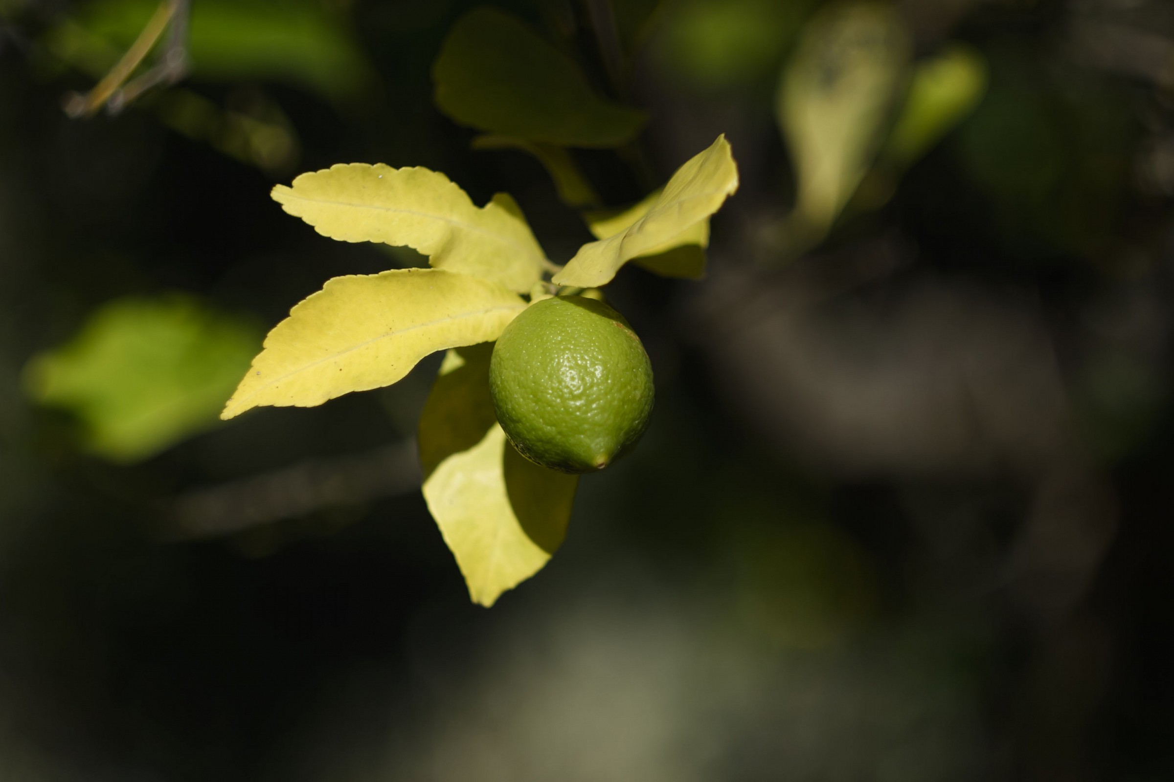 green lemon