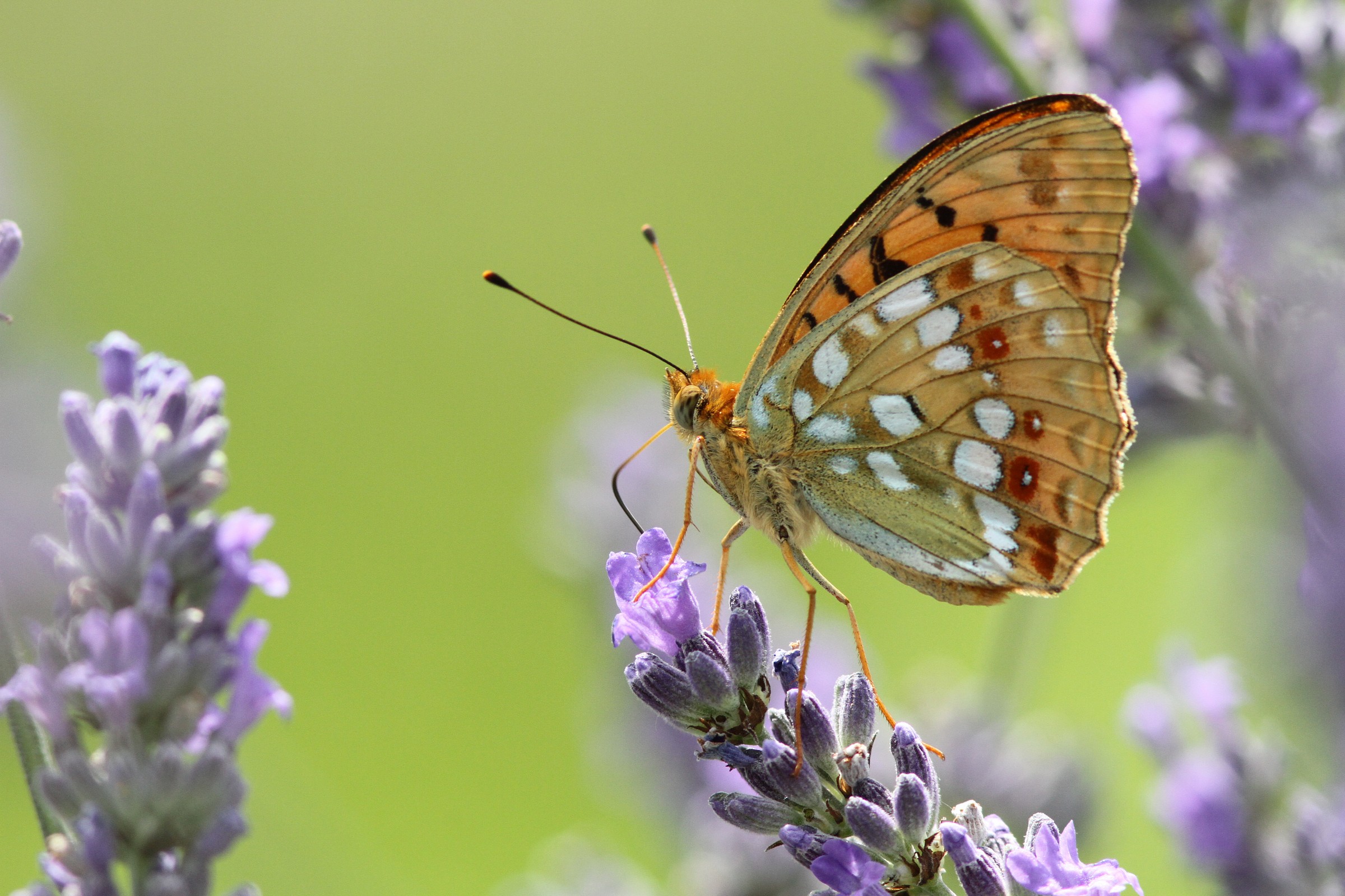 Argynnis niobe