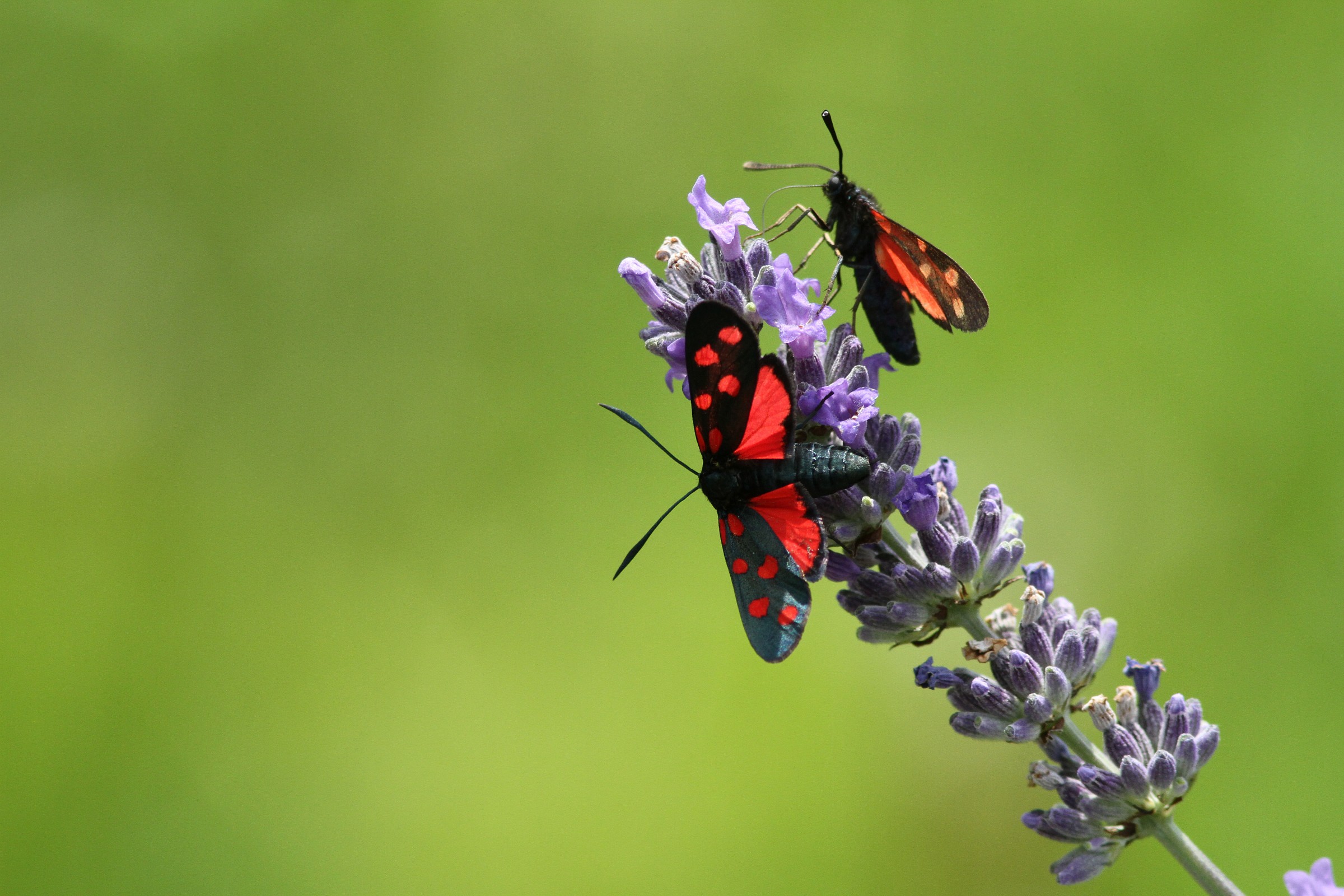 Zygaena lonicerae