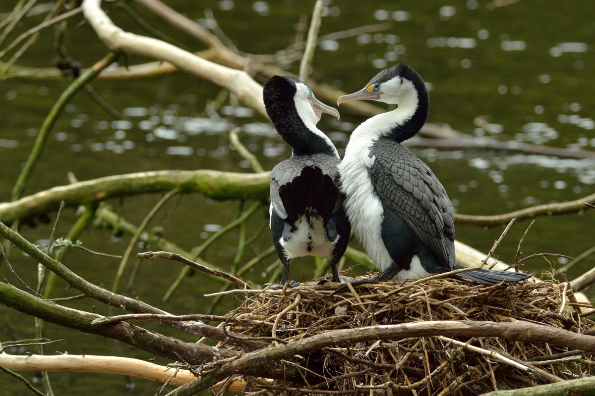 Imperial Cormorants ??