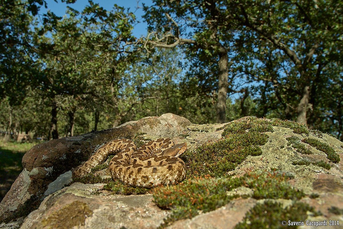 Meeting in the woods