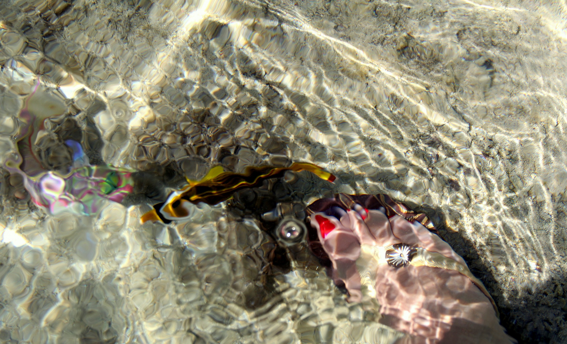 Colori e forme distorte