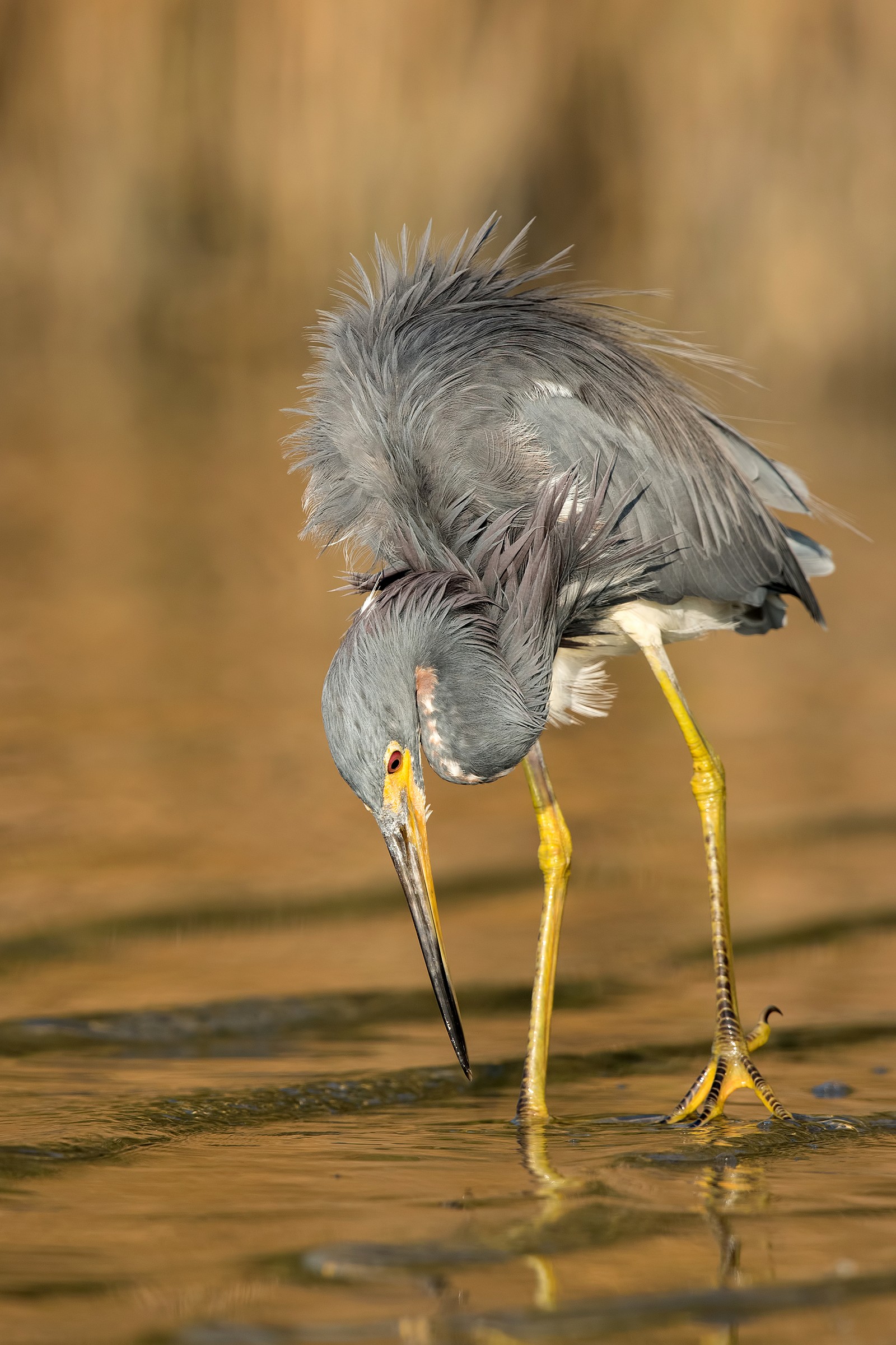 Tricolor Heron