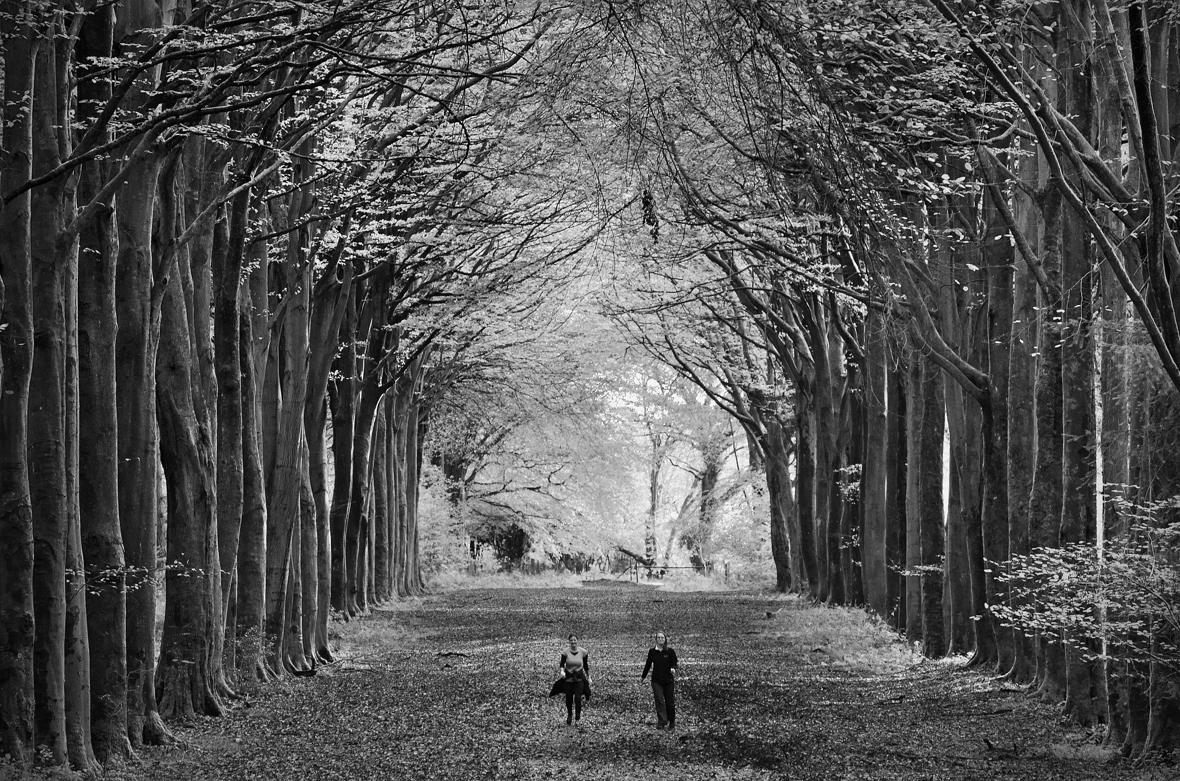 Walking in the Woods (Mono)