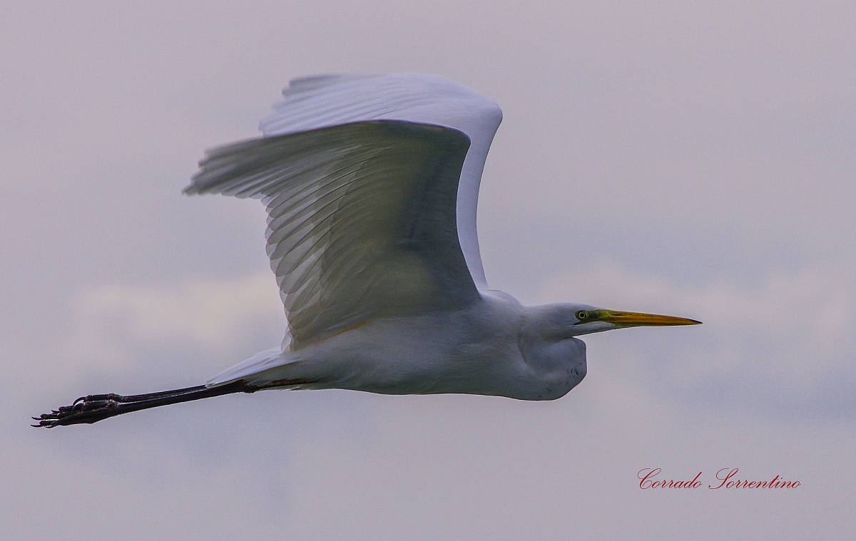 Airone bianco maggiore