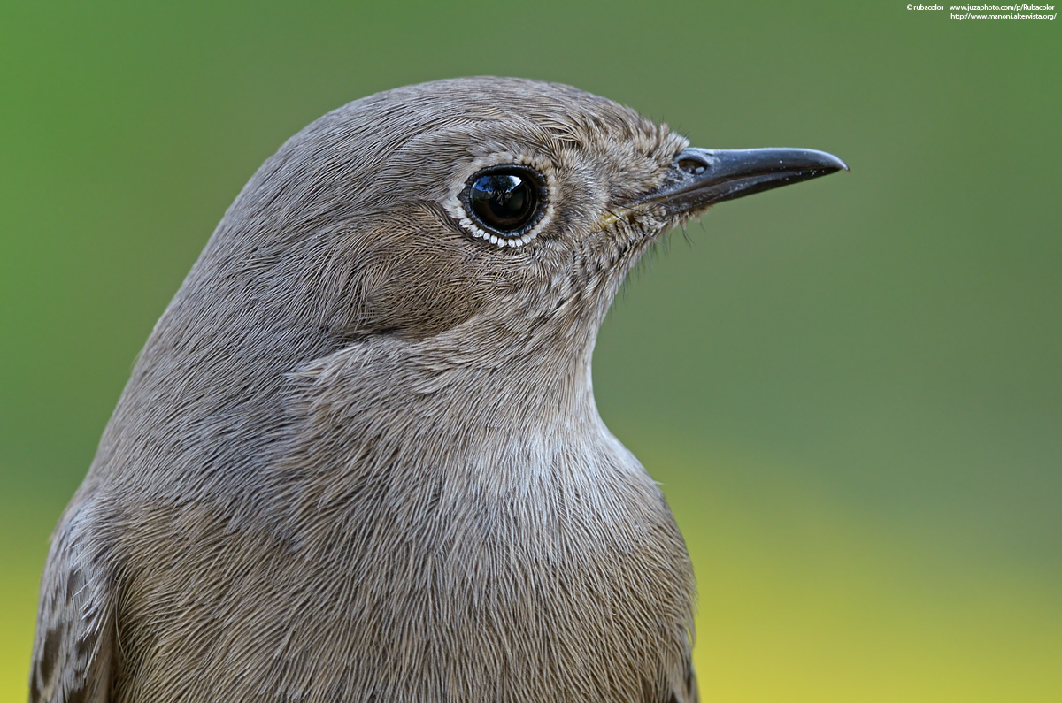 La signora codirosso