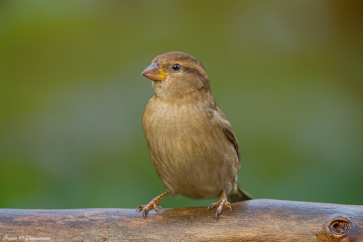 Sparrow Breed Female.
