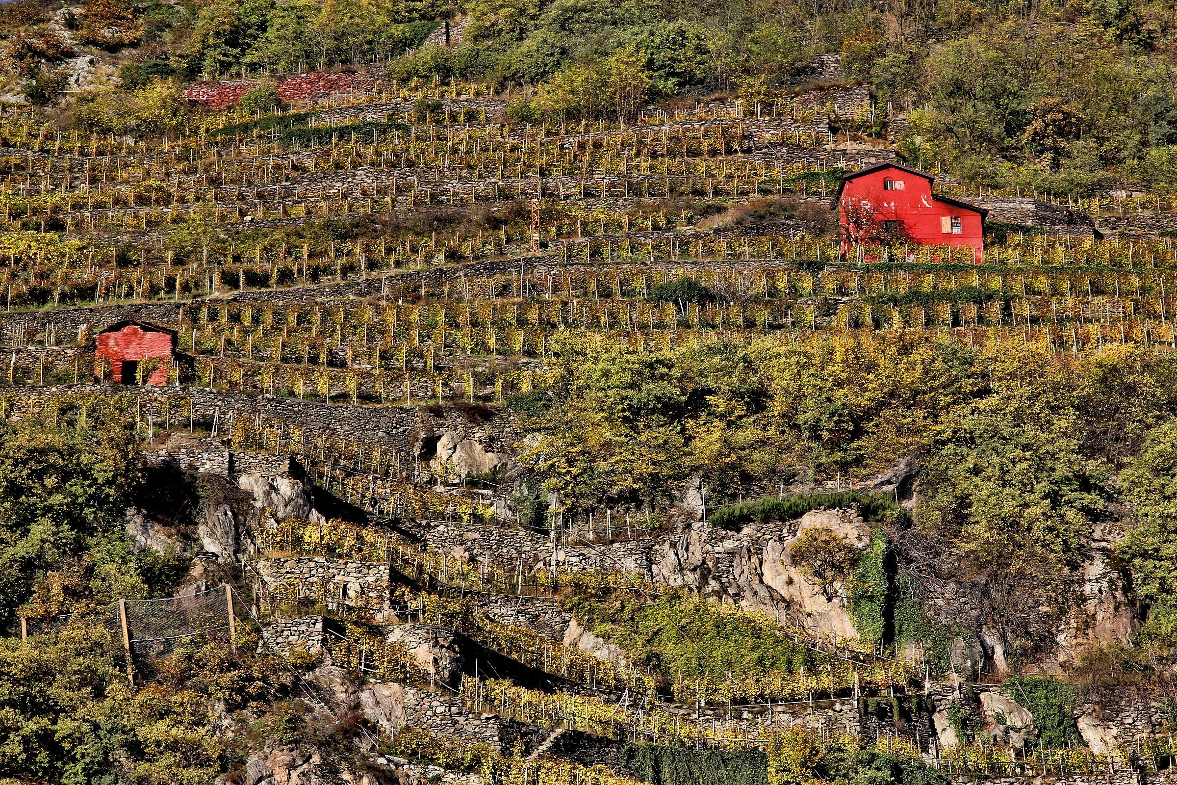 Autumn on the terraces (2)