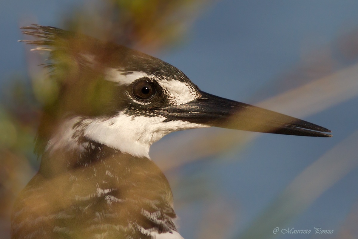 Kingfisher Black and White