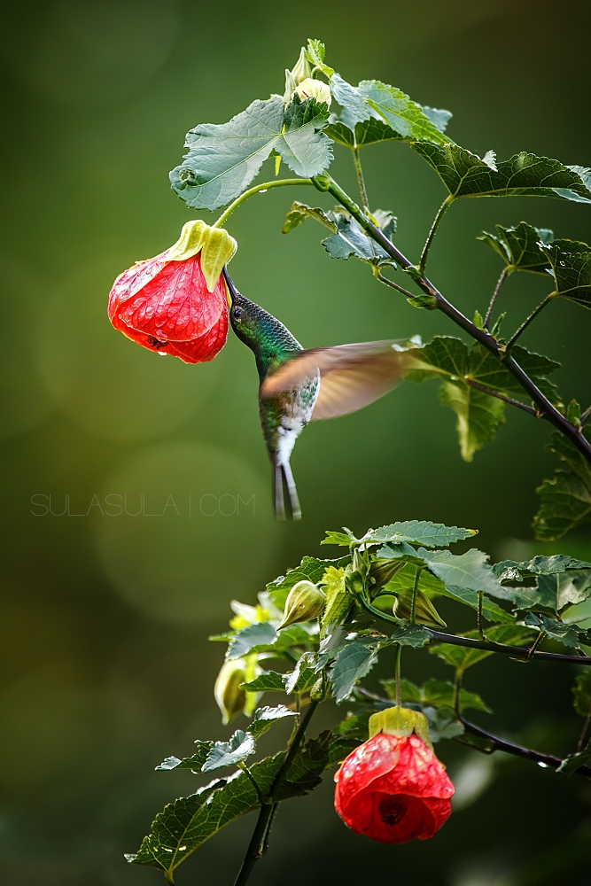 Stripe tailed Hummingbird | Panama