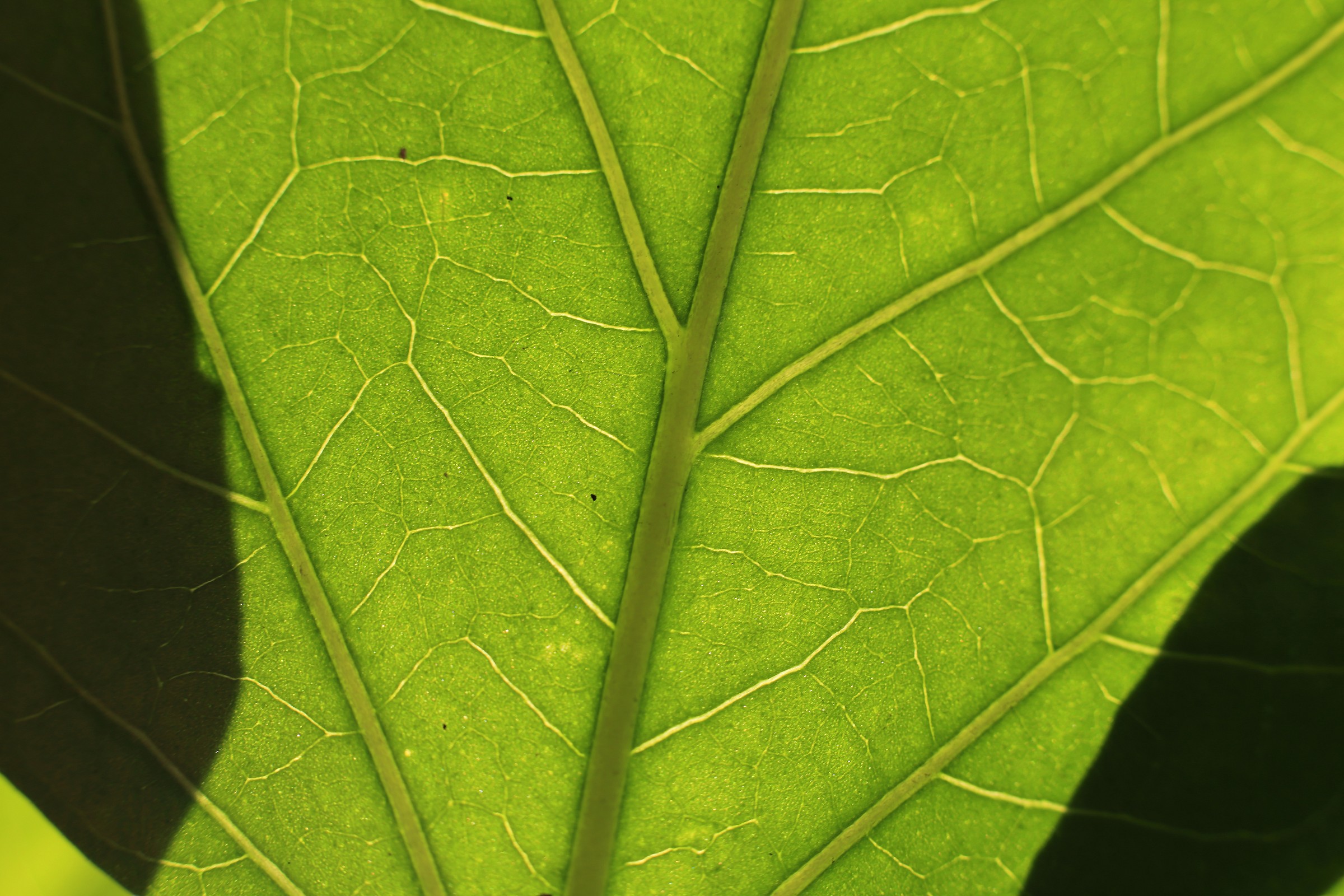 Leaves and backlight