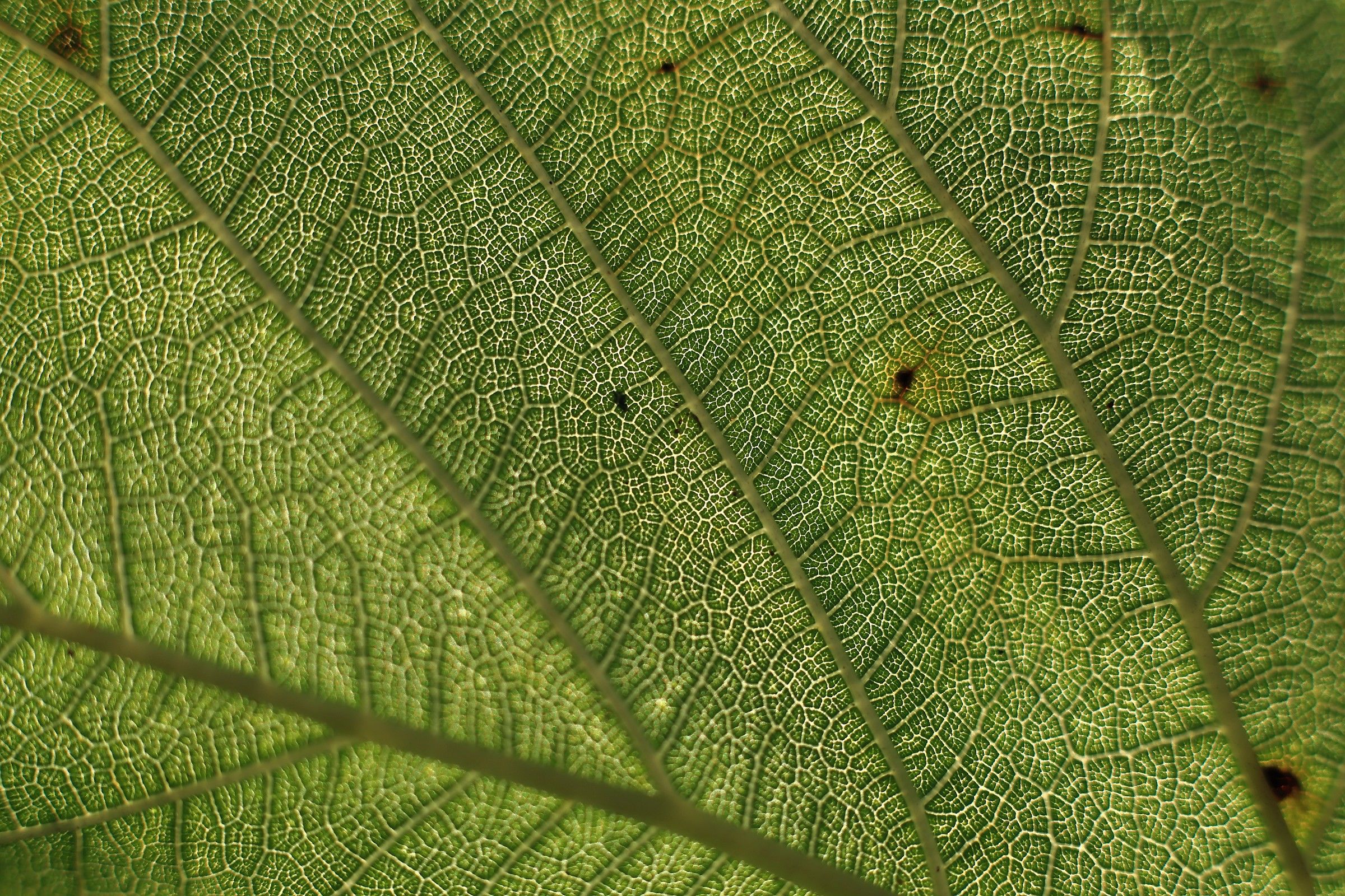 Leaves and backlight