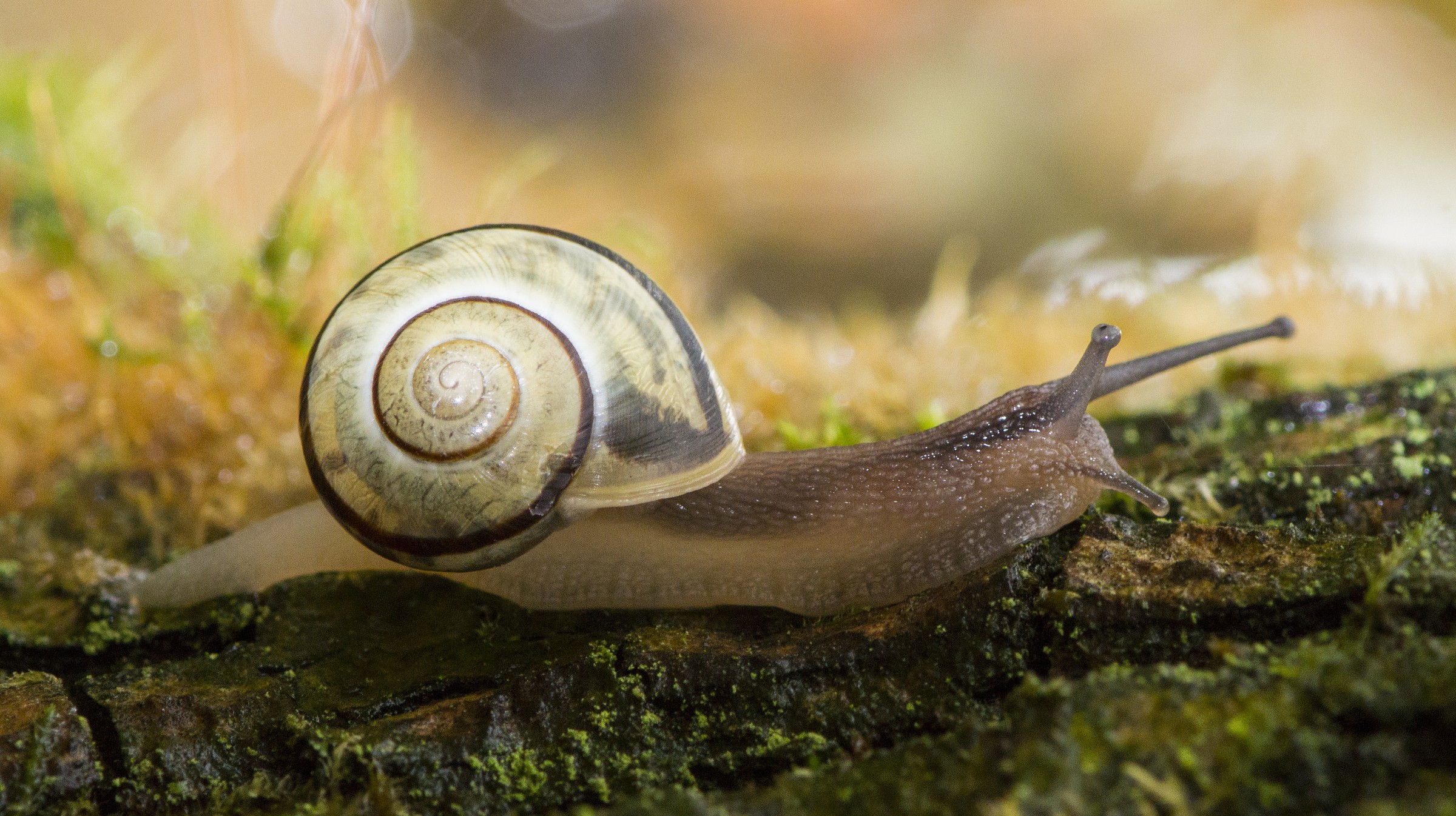 who goes slowly .... takes pictures better .....