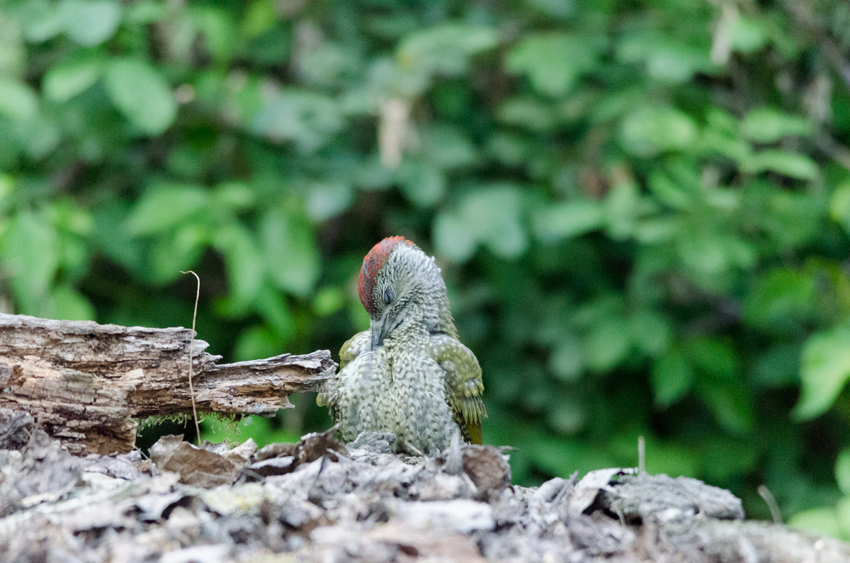 green woodpecker