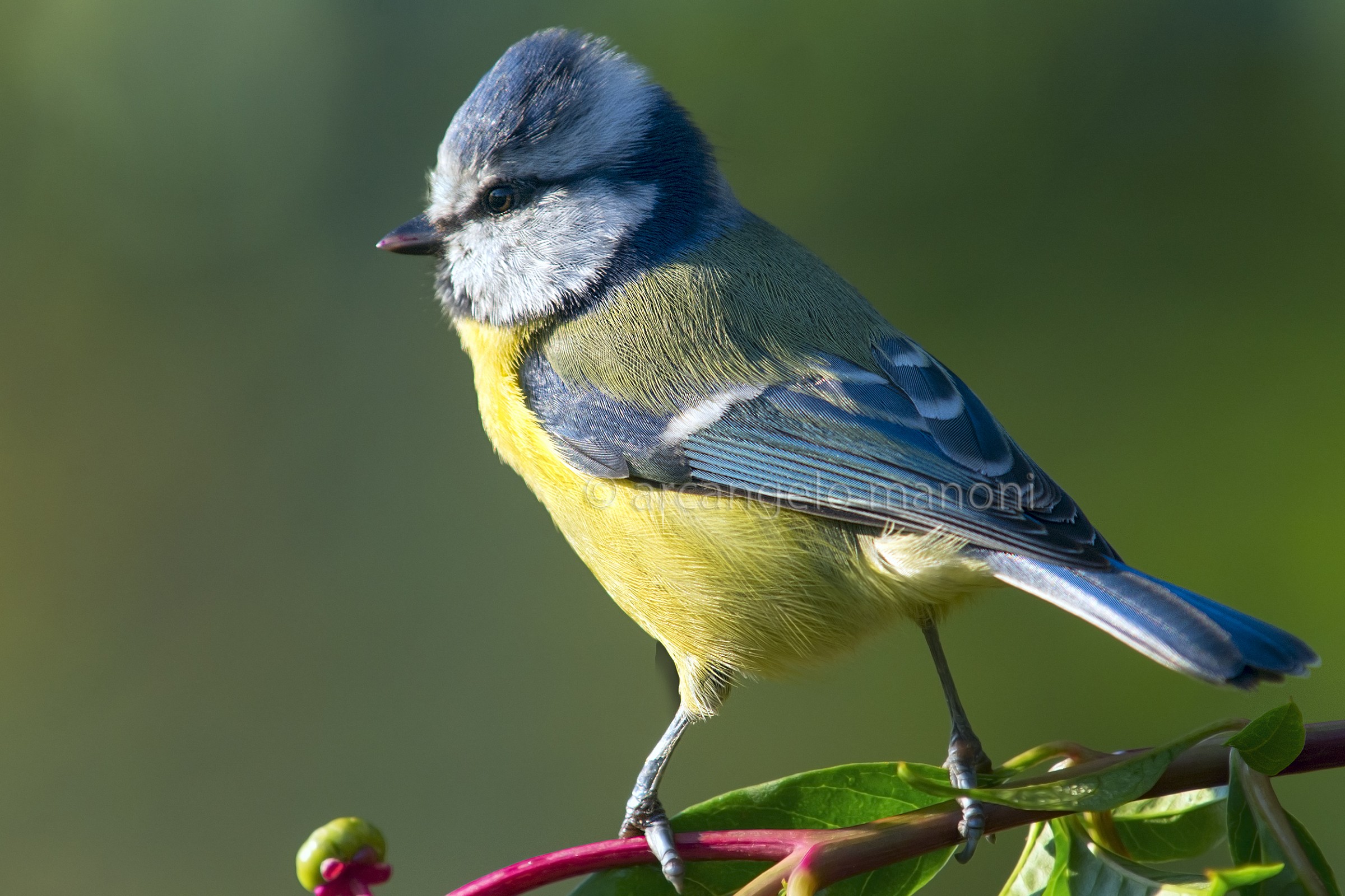 Cinciarella controluce