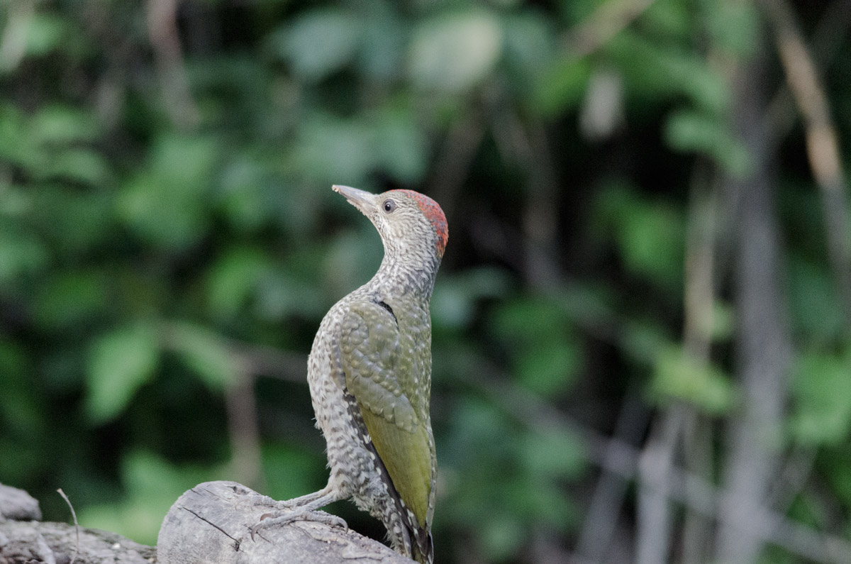 Green Woodpecker - Sentinel -