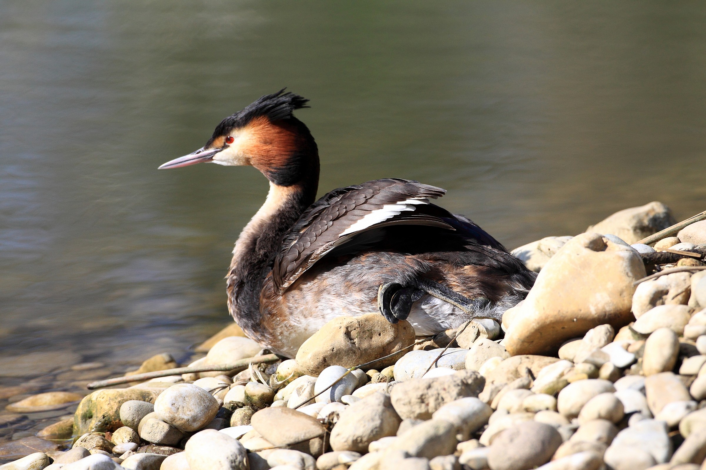 svasso maggiore  a secco